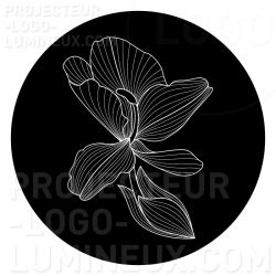 Gobo Orchid Flower